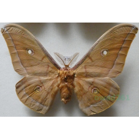 Antheraea pernyi (Guérin-Méneville, 1855) male ex. ovo China 117mm47b